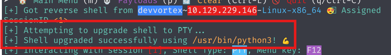 Terminal output of penelope showing upgraded shell to python3 and current user www-data